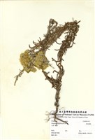 藏品(秋鼠麴菊)的圖片